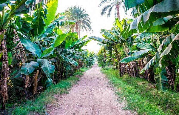 Luxor Sunset Felucca Adventure and  Banana Island